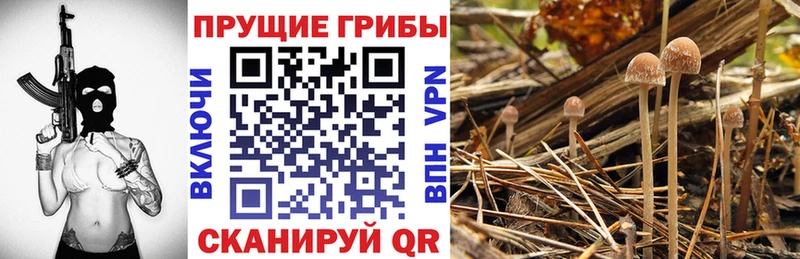 kraken ONION  купить закладку  Талица  Псилоцибиновые грибы мицелий 